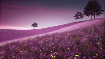 Lavender Fields in Bloom Under Purple Sky photo