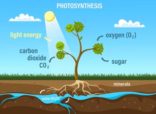 Photosynthesis. Tree plant life diagram with leaves, sun light, water, soil and roots, trees and plants carbon dioxide absorption oxygen release. biology concept