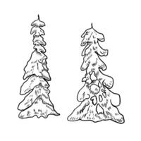 Snowy pine trees black white illustration hand sketch for Christmas and New Year design. Forest coniferous line art for rustic and vintage winter decor. Ink graphic of evergreen tree pine, fir. vector
