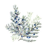 Juniper branches and berries watercolor illustration isolated on white. Greenery coniferous in soft colors hand drawn. Delicate evergreen plant twigs in botanical sketch for label gin, foliage design vector
