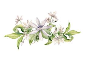 Flowers jasmine, buds soft pink colors in watercolor illustration isolated. Horizontal floral composition of jasmine in botanical style hand drawn. Camellia painted for design package, wedding, label. vector