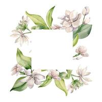 Frame of Jasmine white flowers in watercolor botanical sketch isolated. Floral plants in soft pink tones hand drawn. Foliate frame and blooms of camellia painted for design label, package, stationary vector