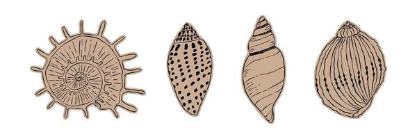 Collection of hand-drawn seashells set. Detailed and vintage-style marine shells illustration on white background. Perfect for ocean-themed designs, summer prints, and nature projects vector