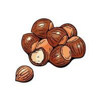 Hazelnuts hand drawn in detailed colored cluster vector