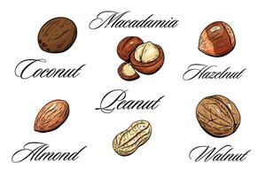 Different types of nuts with names and elegant font labels vector