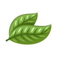 Cocoa leaf isolated on white background vector