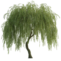 Elegant Weeping Willow Tree with Flowing Branches png