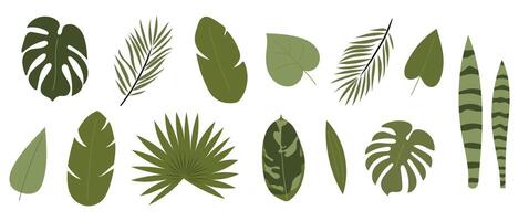 Set of tropical green leaves on white background. Leaves and branches from the jungle in flat style. Monstera, banana, palm, calathea leaves. Summer nature clipart isolated on white background vector