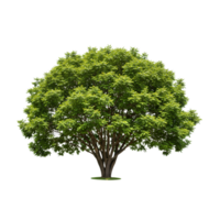 Lush green tree with wide umbrella-like canopy isolated on transparent background for landscape design and architectural visualization projects. png