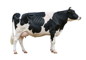 Realistic Holstein dairy cow on transparent background, ideal for farm, agriculture, milk production, rural lifestyle, and livestock-related visuals. png