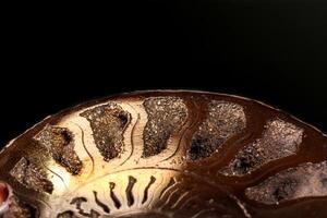 mineral stone Ammonite macro shell on a black background photo