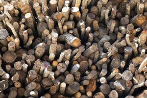 The natural wood surface and the irregular arrangement of the logs create a visually intriguing pattern photo