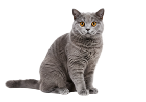 Adorable grey cat with bright amber eyes sitting upright on transparent background, ideal for pet-related content, design, and educational use. png