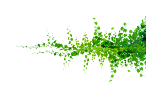 green vine vine frame leaf vine circle Isolate on transparent background file png