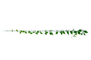 tropical vine vine frame leaf vine circle Isolate on transparent background file png