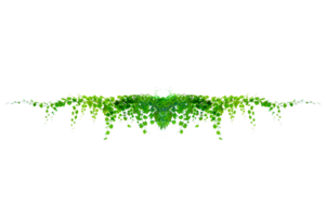 ivy leaves vine frame leaf vine circle Isolate on transparent background file png