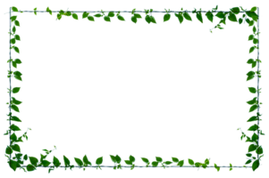 vine frame leaf minimal nature background vine circle Isolate on transparent background file png