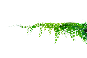 green vine. vine frame leaf vine circle Isolate on transparent background file png