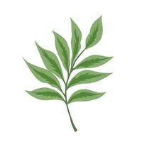 Simple green leaf illustration vector