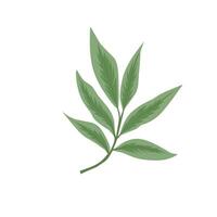Leaf illustration item vector