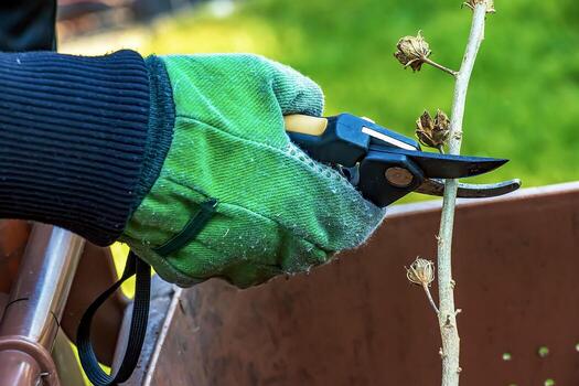 Close-up of a farmer's hand in a green work glove using pruner. A gardener trims dead tree branches in the fall and spring using pruning shears to prune trees and bushes. photo