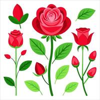 Red rose flowers and leaves on white background vector