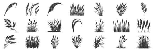 Grass And Plant Silhouettes Set. Nature Elements For Design And Decoration Isolated Illustration Collection vector