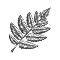 Fern Leaf Botanical Black And White Silhouette Illustration. Nature'S Intricate Patterns And Organic Design. Isolated Illustration vector