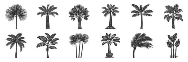 Palm Tree Silhouette Set. Tropical Nature And Beach Vibes Isolated Illustration Collection vector