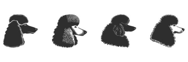 Poodle Silhouettes Set. Elegant Canine Profiles In Various Styles Isolated Illustration Collection vector
