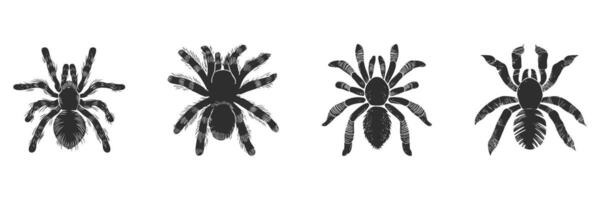 Tarantula Spider Silhouette Set. Arachnid Diversity And Identification Isolated Illustration Collection vector