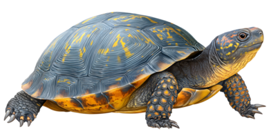 Colorful depiction of a turtle showcasing intricate shell patterns and vibrant hues in a natural habitat capturing attention and admiration png