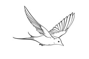 Flying swallows line art isolated on white, elegant spring birds in outline sketch for postcards, embody freedom, nature harmony or romantic mood, serene state of mind in minimalist design vector