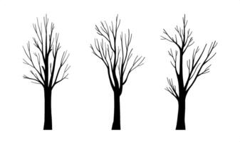 Set of realistic natural Leafless bare tree silhouette, hand drawn botany plant system, autumn or winter isolated clip art, decorative trunk forest wood collection for botany design, Halloween layout vector