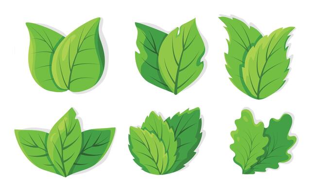 set of vibrant green leaves in flat style. Leaves of different shapes and sizes, for illustrations, logos, or nature themed designs.