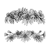 illustration of two horizontal floral arrangements with chamomile, arnica, and echinacea flowers. Hand-drawn black and white sketch for botanical design, borders, and natural-themed projects. vector