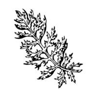 illustration of a yarrow leaf in black and white. Hand-drawn botanical element with sharp, dissected form. Suitable for herbal themes, natural cosmetics, and eco-friendly packaging. vector