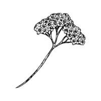 Black and white botanical drawing of yarrow flower with clustered tiny blooms and a long stem. Hand drawn ink illustration perfect for herbal packaging, nature prints, botanical design projects vector