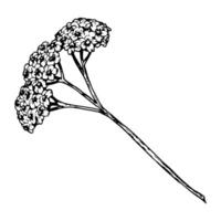 illustration of yarrow flower with flat-topped cluster of small blooms on long stem. Hand-drawn black and white sketch for botanical design, medical herb uses, and floral compositions. vector