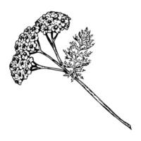 illustration of a yarrow stem with delicate flowers and dissected leaf. Hand-drawn black and white botanical sketch, perfect for eco-friendly projects, herbal packaging, and field plant designs vector