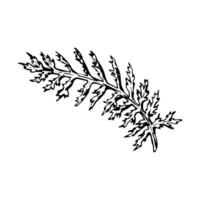 illustration of a yarrow leaf drawn in black and white. Detailed hand-drawn botanical element suitable for herbal designs, packaging, eco labels, and plant-based graphics. vector