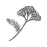 illustration of a blooming yarrow plant with its distinctive leaf. Hand-drawn black and white botanical drawing, suitable for herbal themes, eco-friendly projects, and natural cosmetics. vector