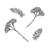 illustration set with hand-drawn yarrow flowers and leaves. Black and white botanical sketches of field herbs, ideal for herbal packaging, floral prints, natural design and eco-themed projects vector