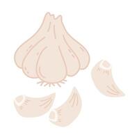 Clove of Garlic, Garlic, Bawang putih illustration. Indonesian herbs and spices vector