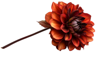 Vibrant red dahlia flower captured at close range png