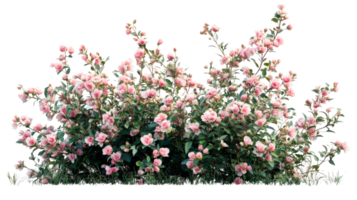 Lovely pink blooms create a vibrant garden display png