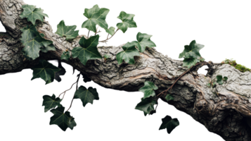 Green ivy climbing on a textured tree branch png