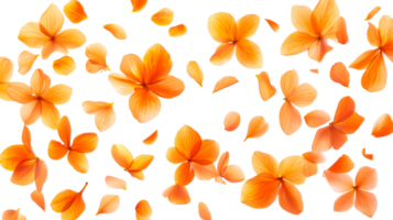 Orange petals on a white background png