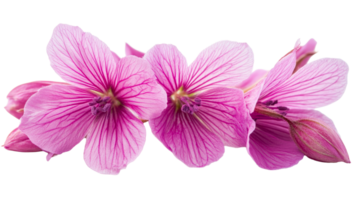 Delicate vibrant pink flowers png