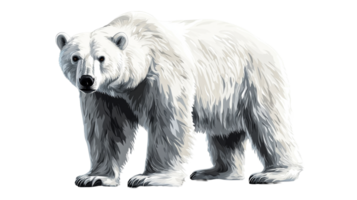 Polar bear standing and looking with curiosity png